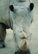 动物的素材图片022