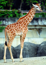 动物的素材图片027