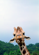 动物的素材图片031