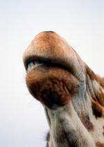 动物的素材图片033