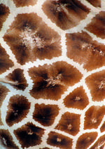 动物的素材图片036