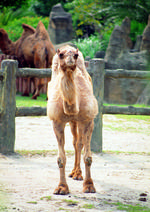 动物的素材图片047