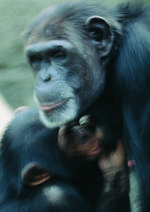 动物的素材图片052