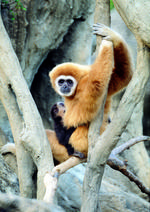 动物的素材图片064