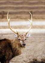 动物的素材图片079