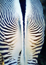 动物的素材图片090