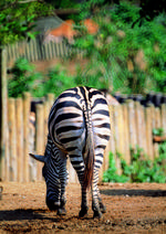 动物的素材图片091