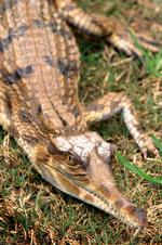 动物的素材图片510