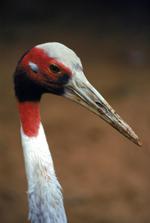 动物的素材图片528