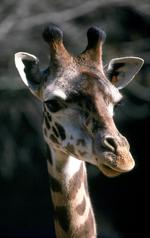 动物的素材图片529