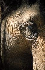 动物的素材图片536