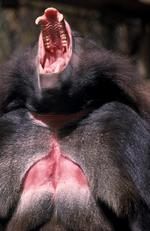 动物的素材图片541