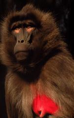 动物的素材图片547