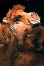 动物的素材图片551