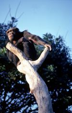 动物的素材图片552