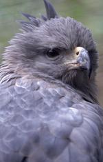 动物的素材图片559