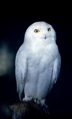 动物的素材图片565