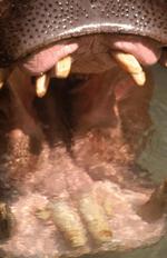 动物的素材图片567