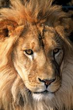 动物的素材图片578