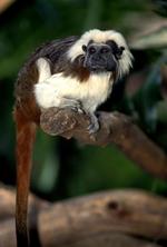 动物的素材图片584