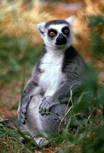 动物的素材图片585