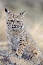 动物的素材图片600