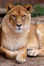 动物的素材图片602