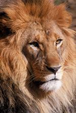 动物的素材图片603