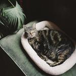 猫和狗素材图片014