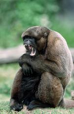 动物图片素材_006