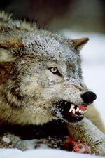 动物图片素材_007