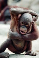 动物图片素材_010