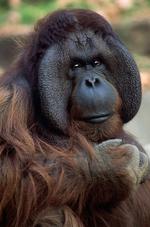 动物图片素材_011