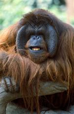 动物图片素材_014