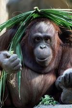 动物图片素材_017