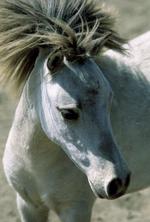 动物图片素材_021