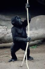 动物图片素材_028