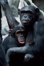 动物图片素材_029