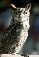 动物图片素材_032