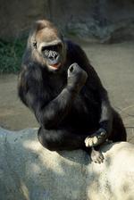 动物图片素材_033