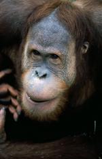 动物图片素材_035