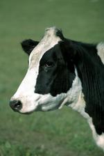 动物图片素材_040