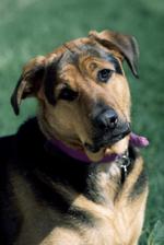 动物图片素材_042