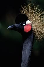 动物图片素材_045