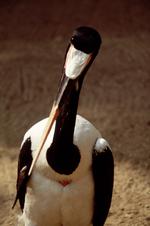 动物图片素材_046