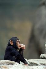 动物图片素材_060