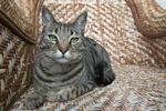 猫和狗素材图片005