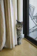 猫和狗素材图片008