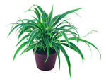 植物的素材图片061