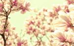 各种各样花的素材_094